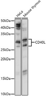 CD154 (CD40 Ligand) Antibody in Western Blot (WB)