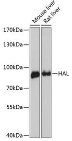 HAL Antibody in Western Blot (WB)