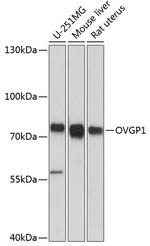 OVGP1 Antibody in Western Blot (WB)