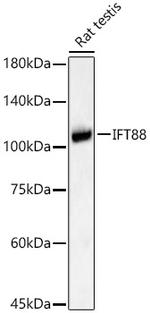 IFT88 Antibody in Western Blot (WB)