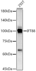 IFT88 Antibody in Western Blot (WB)