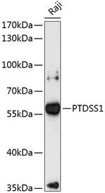 PTDSS1 Antibody in Western Blot (WB)