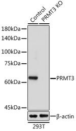 PRMT3 Antibody