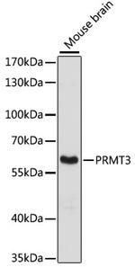 PRMT3 Antibody in Western Blot (WB)