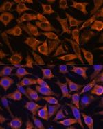 IFITM3 Antibody in Immunocytochemistry (ICC/IF)