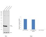 IFITM3 Antibody in Western Blot (WB)