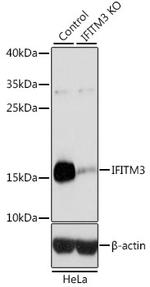 IFITM3 Antibody in Western Blot (WB)