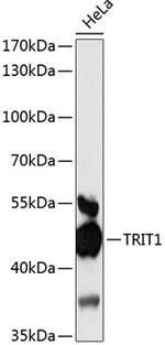 TRIT1 Antibody in Western Blot (WB)