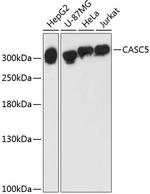 Casc5 Antibody in Western Blot (WB)