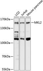 MKL2 Antibody in Western Blot (WB)