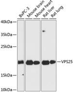 VPS25 Antibody in Western Blot (WB)