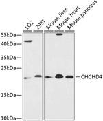 CHCHD4 Antibody in Western Blot (WB)