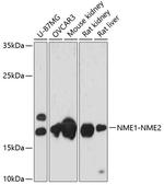 NME1/NME2 Antibody in Western Blot (WB)