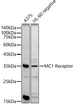 MC1R Antibody in Western Blot (WB)