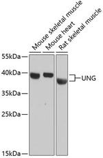 UNG Antibody in Western Blot (WB)