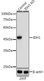 IDH1 Antibody in Western Blot (WB)