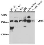 UMPS Antibody in Western Blot (WB)