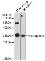 Podoplanin Antibody in Western Blot (WB)