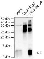 DBI Antibody in Immunoprecipitation (IP)