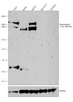 Desmoplakin Antibody in Western Blot (WB)