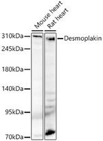 Desmoplakin Antibody in Western Blot (WB)