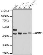 GNAI3 Antibody in Western Blot (WB)