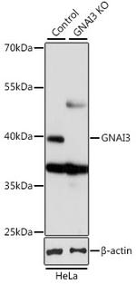 GNAI3 Antibody in Western Blot (WB)