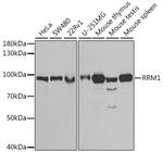 RRM1 Antibody in Western Blot (WB)