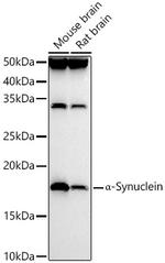 alpha Synuclein Antibody in Western Blot (WB)