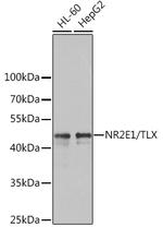 TLX Antibody in Western Blot (WB)