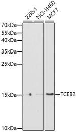 TCEB2 Antibody in Western Blot (WB)