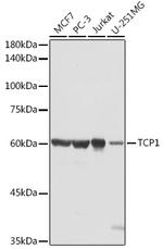 TCP1 Antibody in Western Blot (WB)