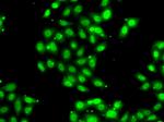 PIAS3 Antibody in Immunocytochemistry (ICC/IF)