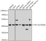 TDP-43 Antibody in Western Blot (WB)