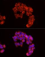 Cytochrome C Antibody in Immunocytochemistry (ICC/IF)