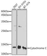 Cytochrome C Antibody in Western Blot (WB)