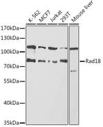 RAD18 Antibody in Western Blot (WB)