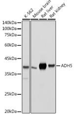 ADH5 Antibody in Western Blot (WB)