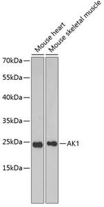 Adenylate Kinase 1 Antibody in Western Blot (WB)