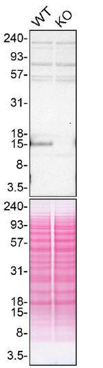 Angiogenin Antibody