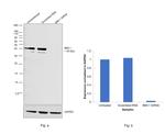 BMI-1 Antibody