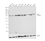 BMI-1 Antibody in Western Blot (WB)