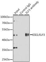 ELF3 Antibody in Immunoprecipitation (IP)