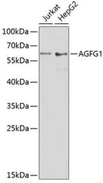 AGFG1 Antibody in Western Blot (WB)