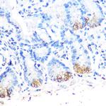 Lysozyme Antibody in Immunohistochemistry (Paraffin) (IHC (P))