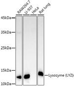 Lysozyme Antibody in Western Blot (WB)