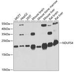 NDUFS4 Antibody in Western Blot (WB)