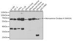 MAOA Antibody in Western Blot (WB)