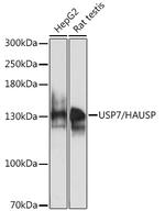 USP7 Antibody in Western Blot (WB)