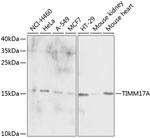 TIM17 Antibody in Western Blot (WB)